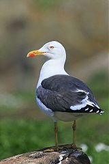 Lesser Black-backed Gull